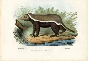 Ratel, 1863-79