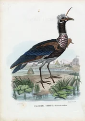 Kamichi cornu, 1863-79