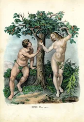 Races humaines, 1863-79