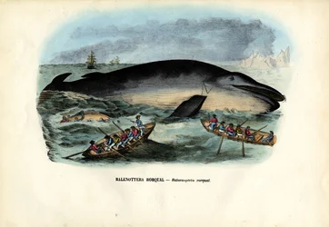 Baleine à bosse, 1863-79