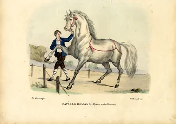 Cheval italien, 1863-79