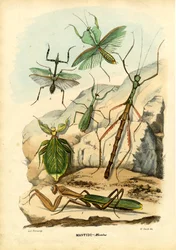 Insecte feuille, 1863-79