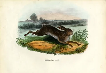 Lièvre des montagnes, 1863-79