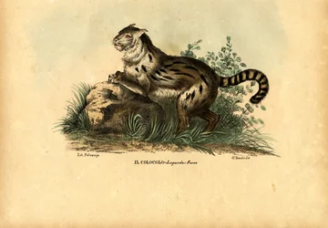 Chat des pampas, 1863-79