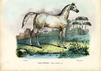 Cheval persan, 1863-79