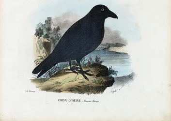 Corbeau, 1863-79
