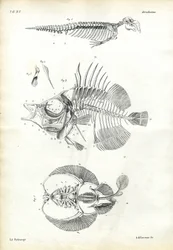 Sceau, 1863-79