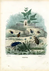 Tigres et Carabes, 1863-79