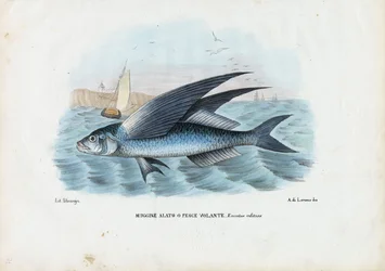 Poisson volant tropical à deux ailes, 1863-79