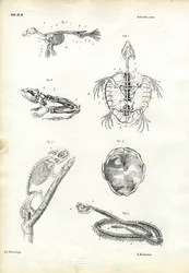 Tortue, 1863-79