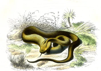 Vipère fer-de-lance (Cophias lanceolatus) - Planche de Histoire Naturelle par Bernard Germain de Lacépède (1856-1925), édition P.Furme, Paris