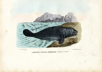 Lamantin des Antilles, 1863-79