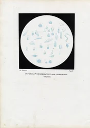 Animal à roue, 1863-79