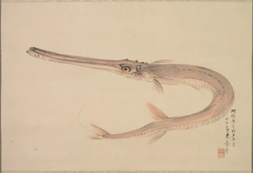 Poisson-aiguille Yagara, 1870