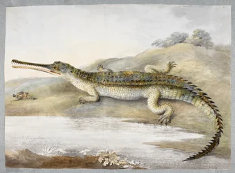Un gherial ou crocodile gangétique face à face avec une sauterelle, c.1820