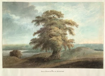 Arbre de tamarinier à Allahabad