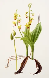 Calanthe tricarinata (huile sur papier)