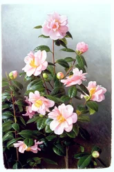 Camellia Japonica Variété