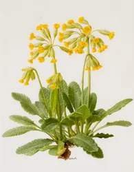 Cowslips (huile sur carton)