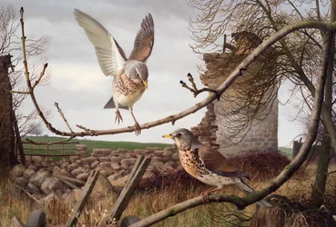Loriots à Eccup, Yorkshire de l