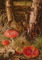 Agarics des mouches