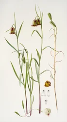 Fritillaire