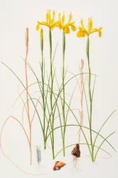 Iris spuria, 2002 (huile sur papier)