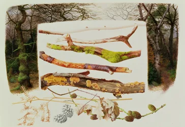 Éléments de la forêt d