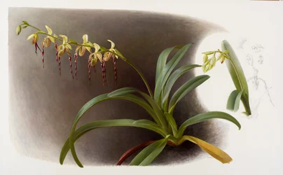 Orchidées