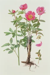 Arietina Paeonie