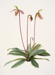 Pophiopedrium appletonianum (huile sur papier)