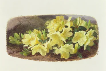 Rhododendron Keiski (huile sur papier)