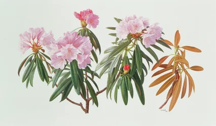Rhododendron Metternichii Micranthum