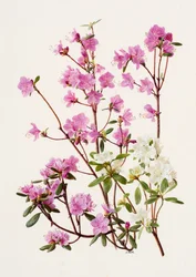 Rhododendron dauricum (huile sur papier)