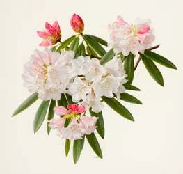 Rhododendron morii (oil on paper)