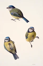 Trois études d