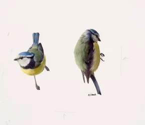 Deux études d