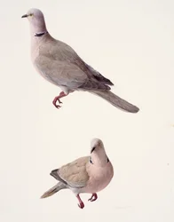 Deux études d