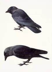 Deux études d