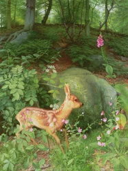 Jeune chevreuil dans les bois d