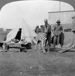 Artilleurs sud-africains avec leur zèbre de compagnie, Afrique de l