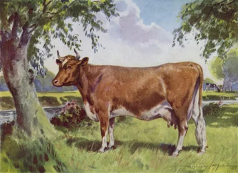 Illustration pour Ma Ferme