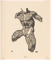 Étude anatomique des muscles du cou, de l