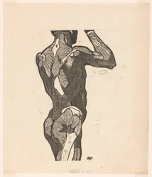 Étude anatomique des muscles du dos et des fesses d