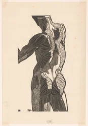 Étude anatomique des muscles du dos et des fesses d