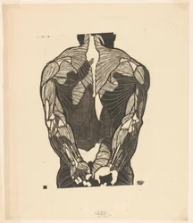 Étude anatomique des muscles du dos d