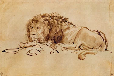 Lion au repos
