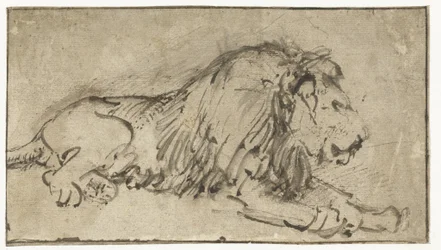 Lion couché