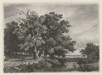 Arbres près d