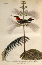 Colibri à gorge rubis (Archilochus colubris), gravure de Les trochilidees ou les colibris et les oiseaux-mouches